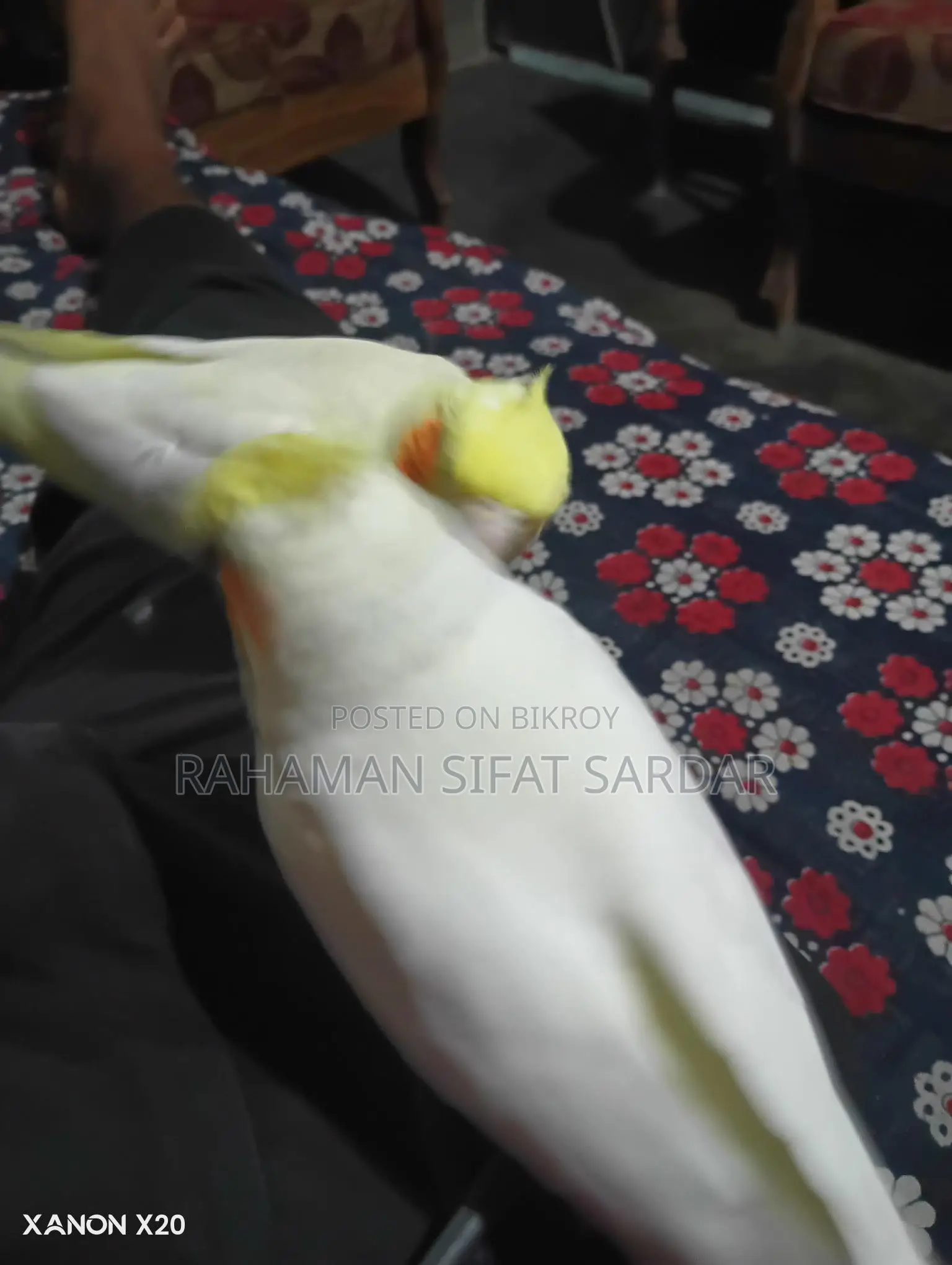 Tame Cockatiel Pair for Sale