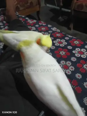Tame Cockatiel Pair for Sale