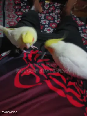 Tame Cockatiel Pair for Sale