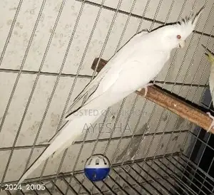 কোকাটেল এলবিনো এডাল্ট মেল