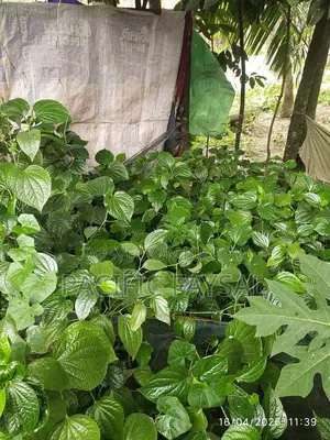 খুলনার বিখ্যাত চুইজাল গাছ কি করা হবে, এসে তারপরে নিয়ে যাবেন