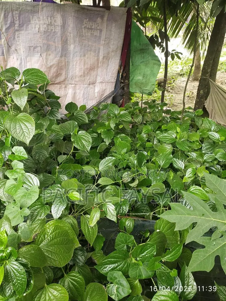 খুলনার বিখ্যাত চুইজাল গাছ কি করা হবে, এসে তারপরে নিয়ে যাবেন