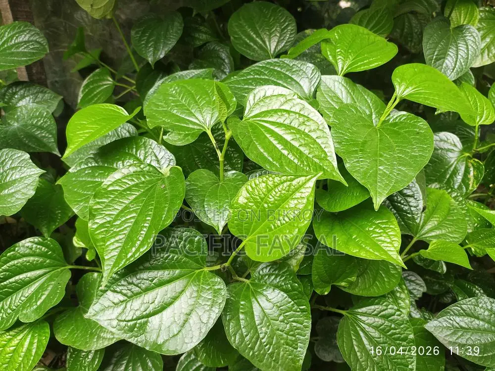 খুলনার বিখ্যাত চুইজাল গাছ কি করা হবে, এসে তারপরে নিয়ে যাবেন