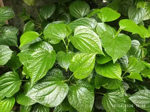 খুলনার বিখ্যাত চুইজাল গাছ কি করা হবে, এসে তারপরে নিয়ে যাবেন