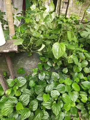 খুলনার বিখ্যাত চুইজাল গাছ কি করা হবে, এসে তারপরে নিয়ে যাবেন