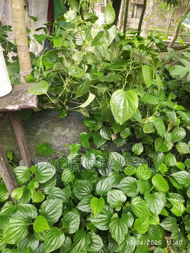 খুলনার বিখ্যাত চুইজাল গাছ কি করা হবে, এসে তারপরে নিয়ে যাবেন
