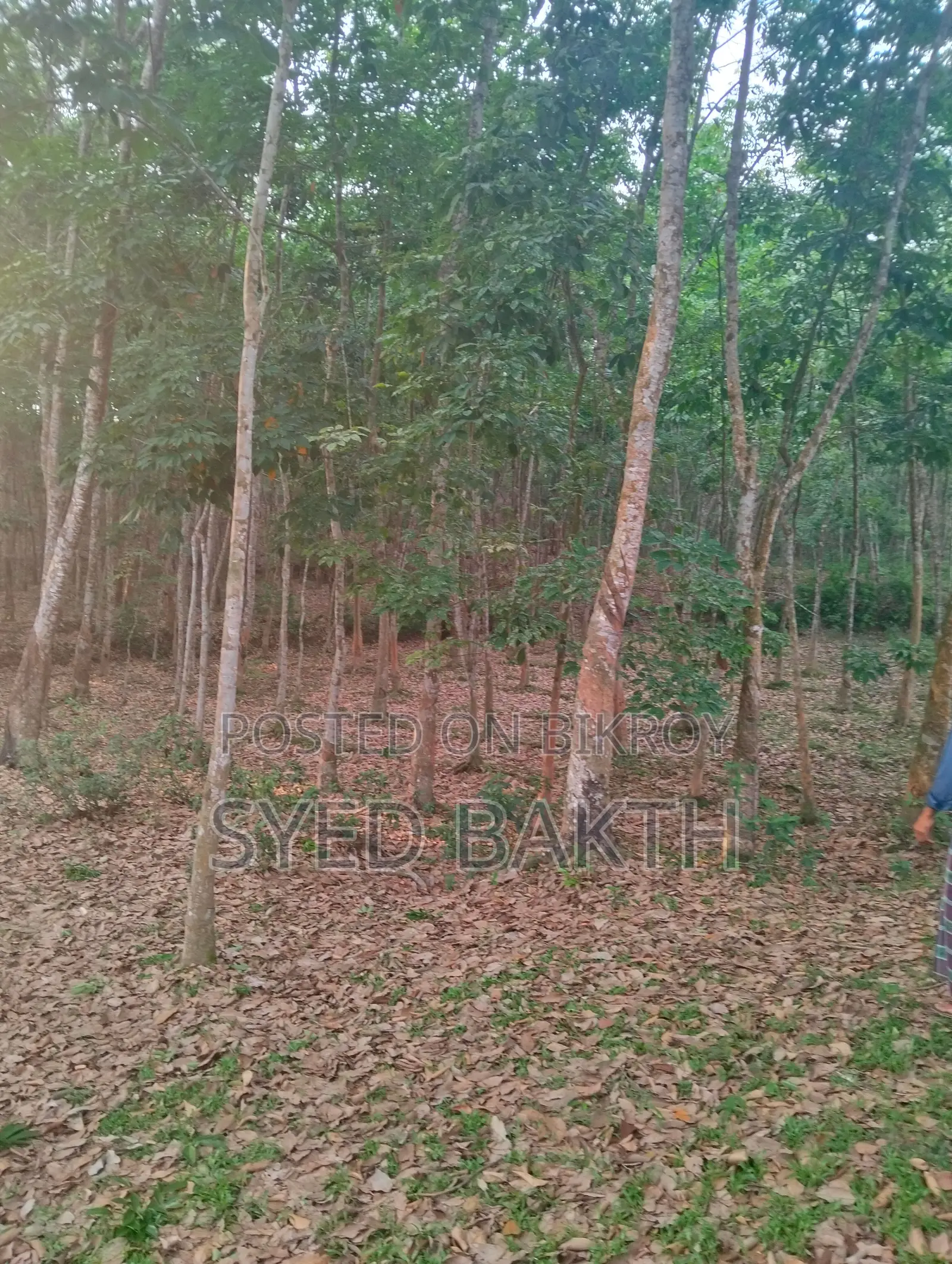 ৮০ বিঘা রাবার বাগান বিক্রি হবে