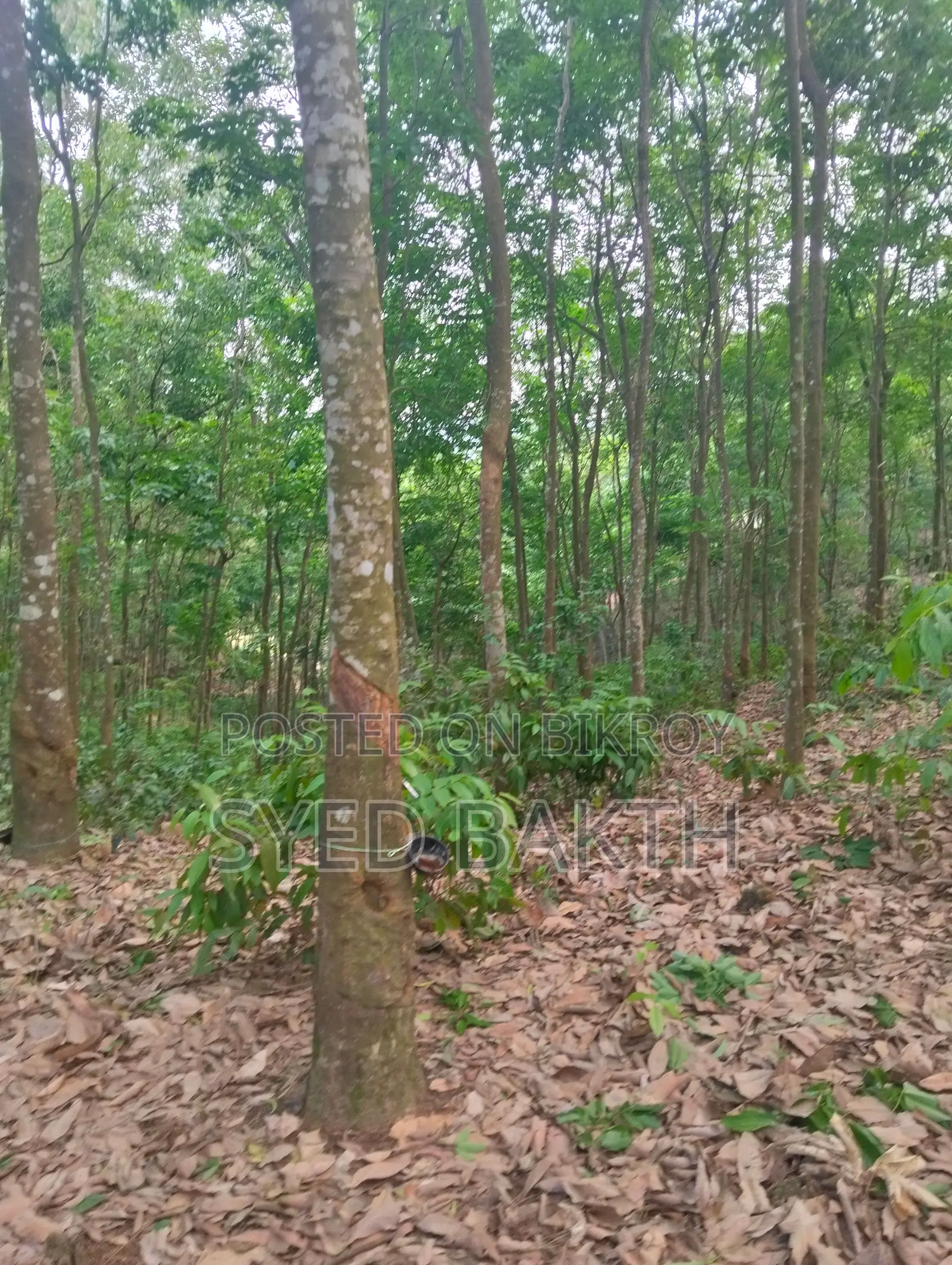 ৮০ বিঘা রাবার বাগান বিক্রি হবে