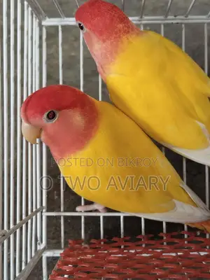 লোটিনো রেড হেড অফলাইন লাভ বার্ড