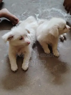 কুকুরের বাচ্চা