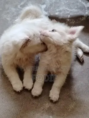 Dog Puppies