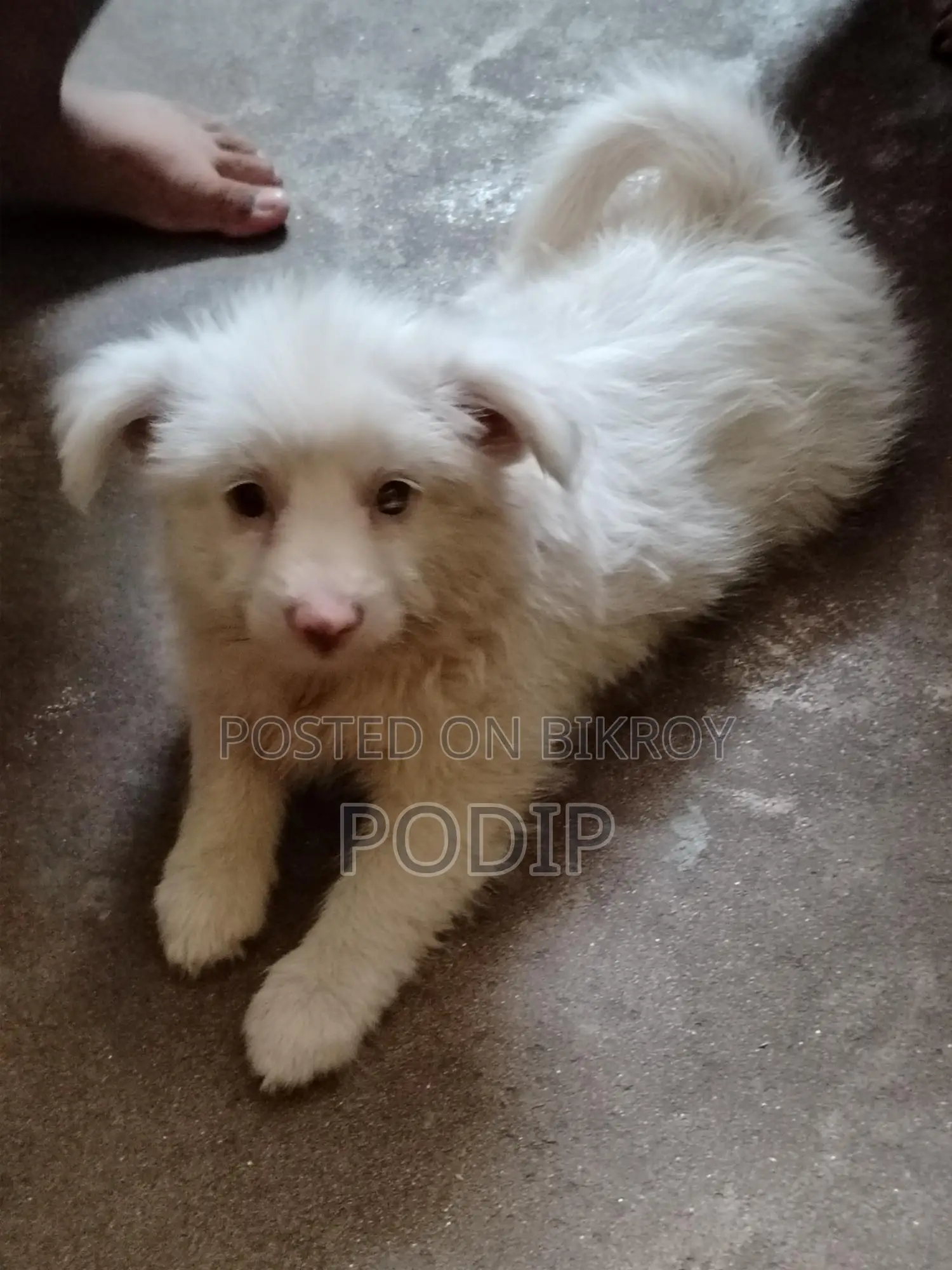 Dog Puppies
