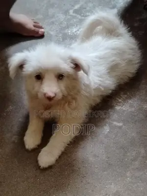 Dog Puppies