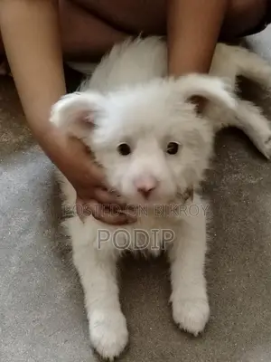 Dog Puppies