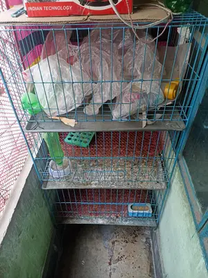 Large three-compartment cage for sale