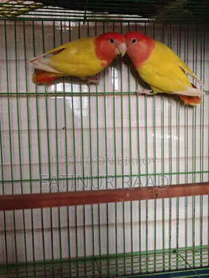 Lutino Opaline Love Bird