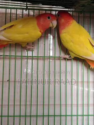 Lutino Opaline Love Bird