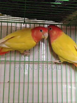 Lutino Opaline Love Bird