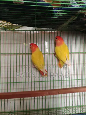 Lutino Opaline Love Bird