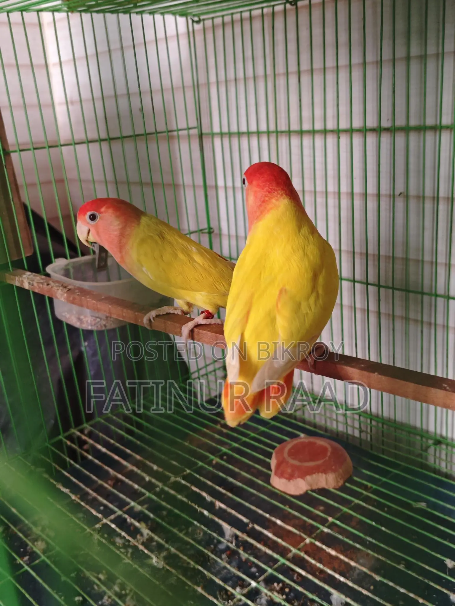 Lutino Opaline Love Bird