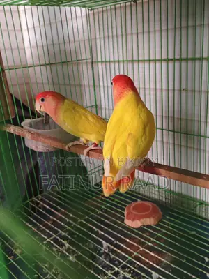 Lutino Opaline Love Bird