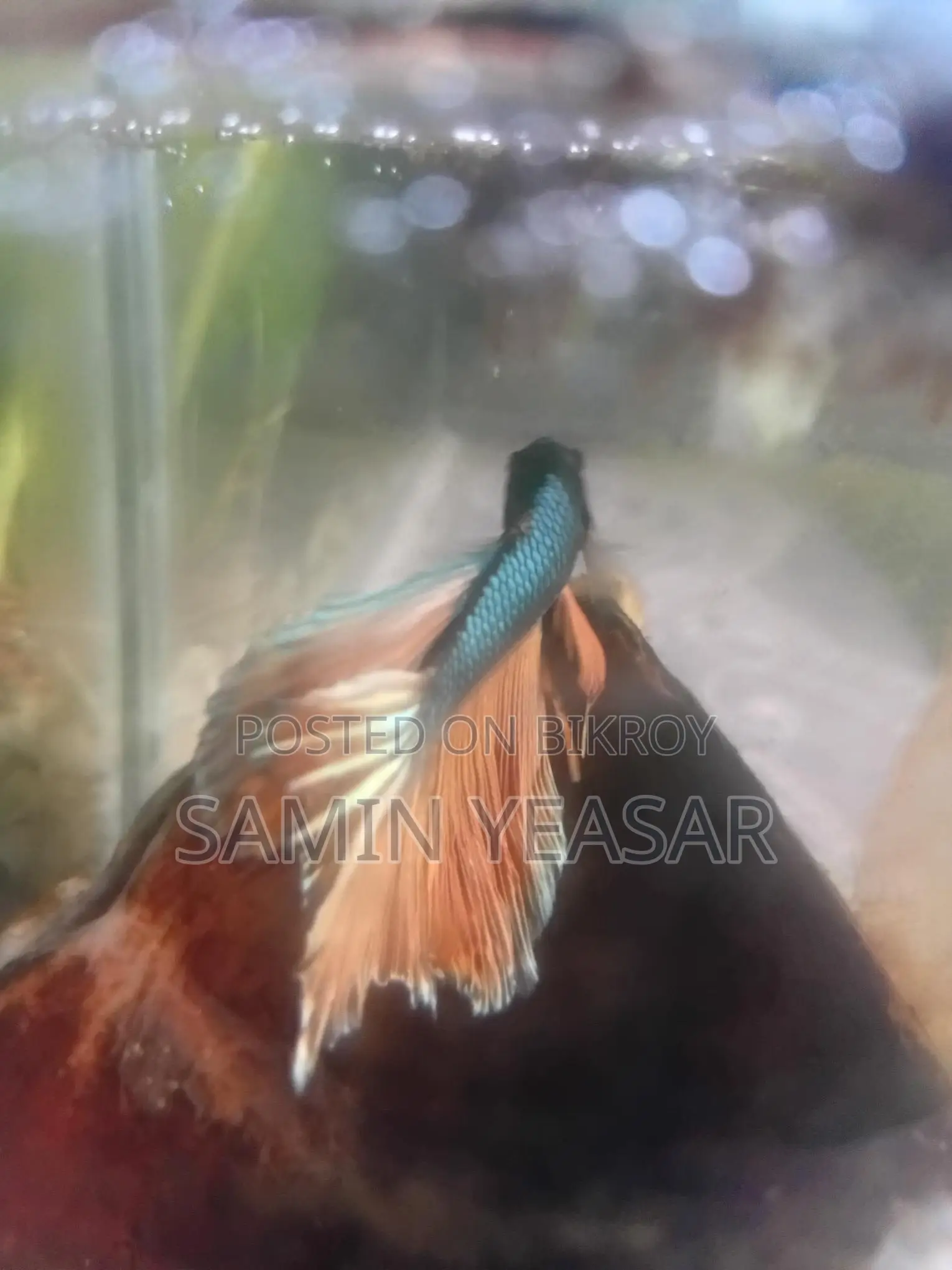 কপার মাস্টার্ড গ্যাস ফাইটার