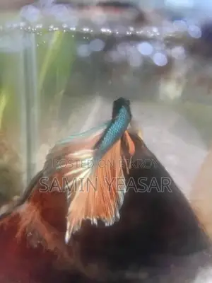 কপার মাস্টার্ড গ্যাস ফাইটার