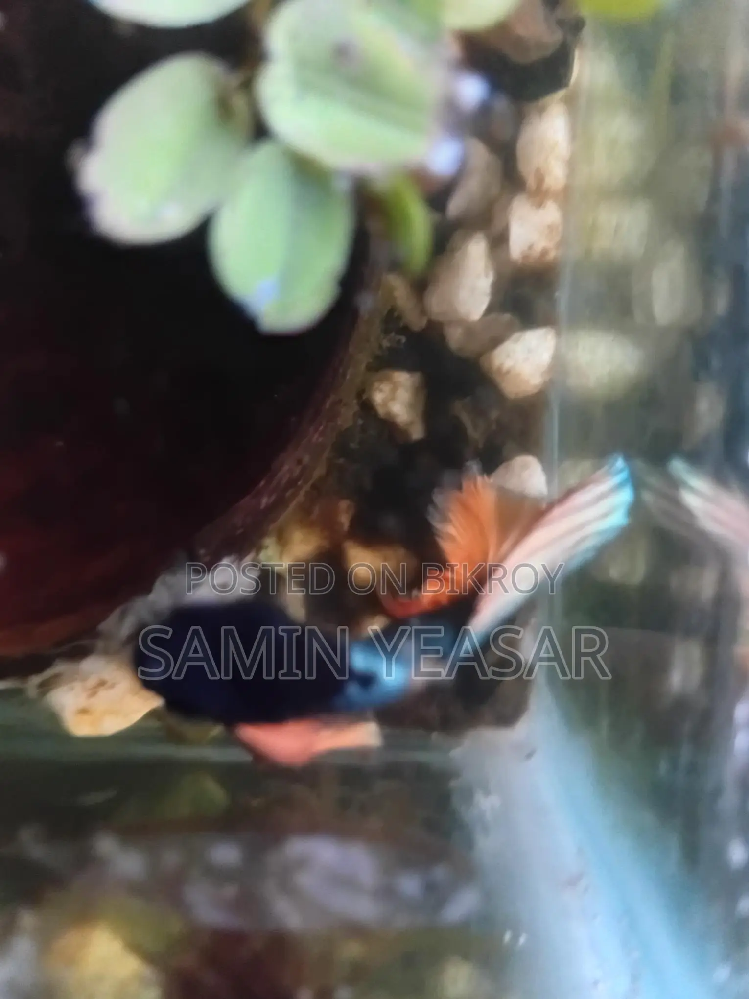 কপার মাস্টার্ড গ্যাস ফাইটার