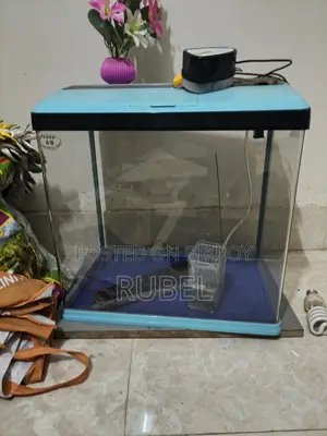 চায়না একুরিয়াম