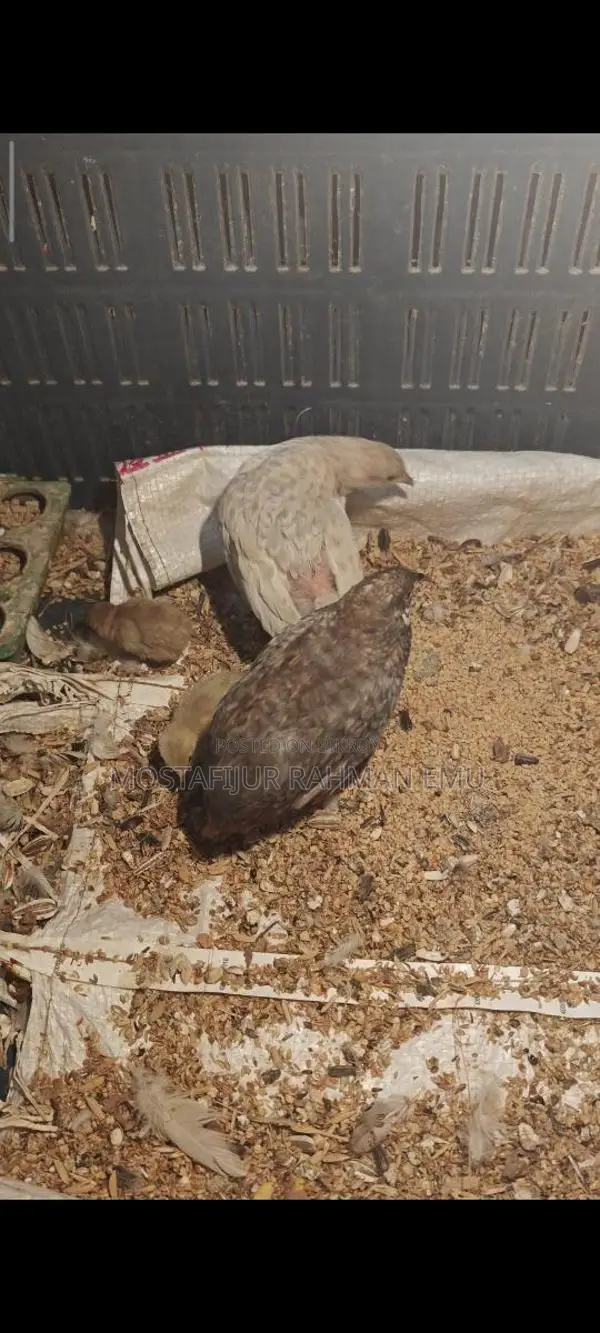King Koel Bird