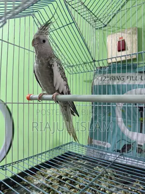 Cockatiel Birds
