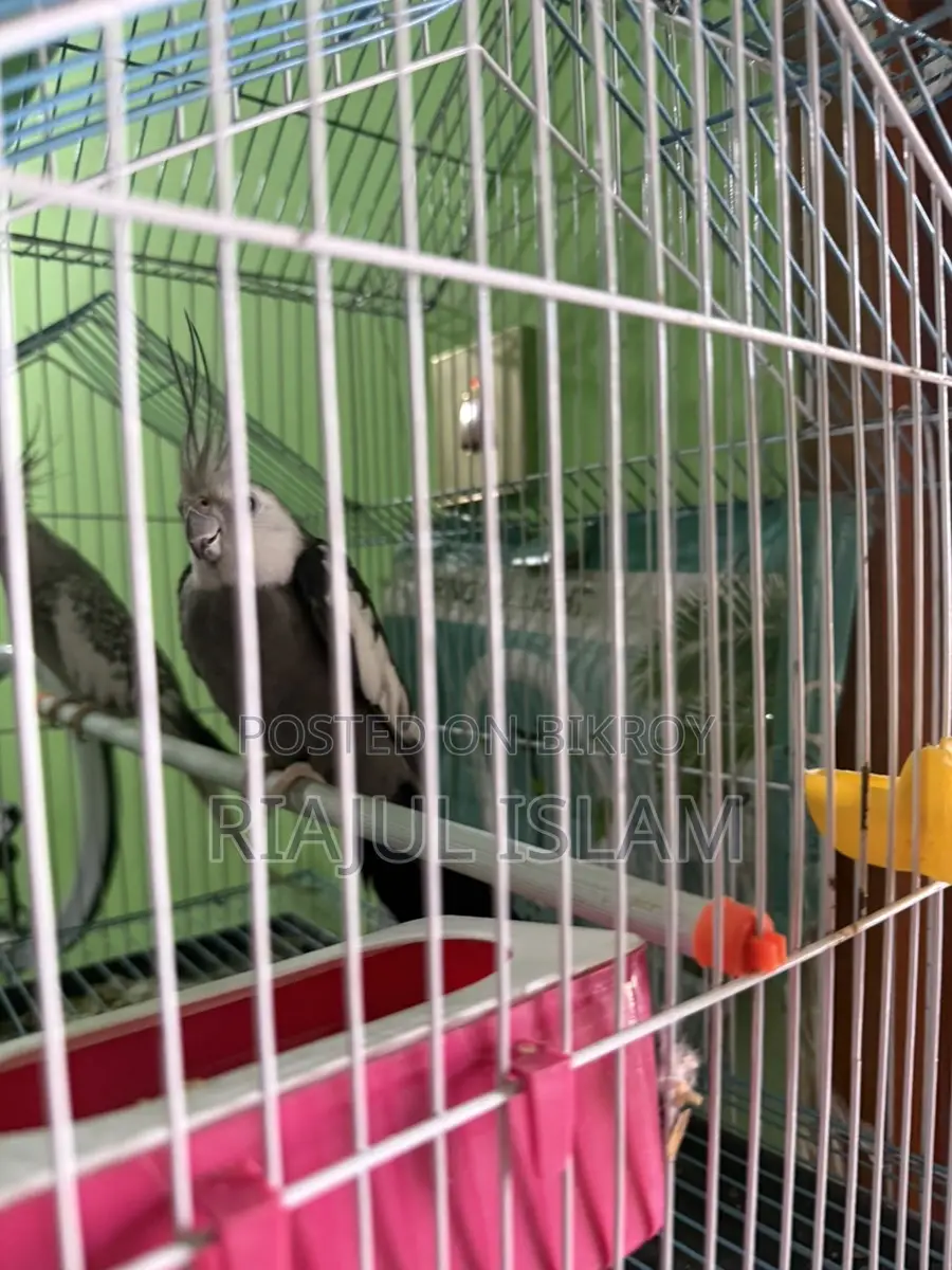 Cockatiel Birds