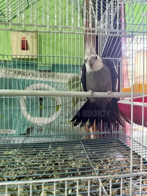 Cockatiel Birds