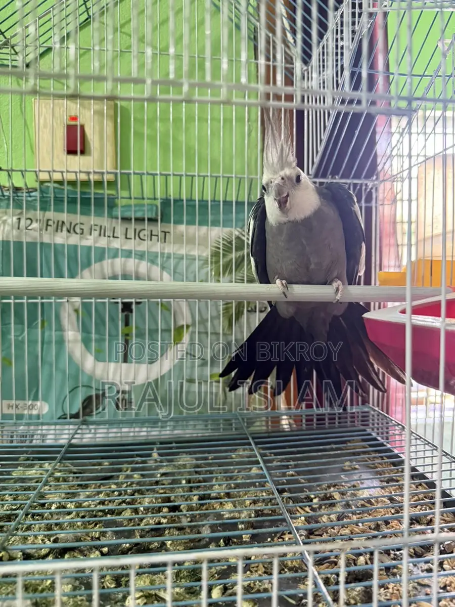 Cockatiel Birds