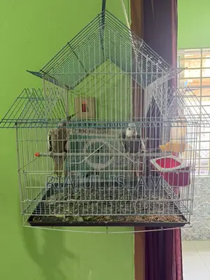 Cockatiel Birds
