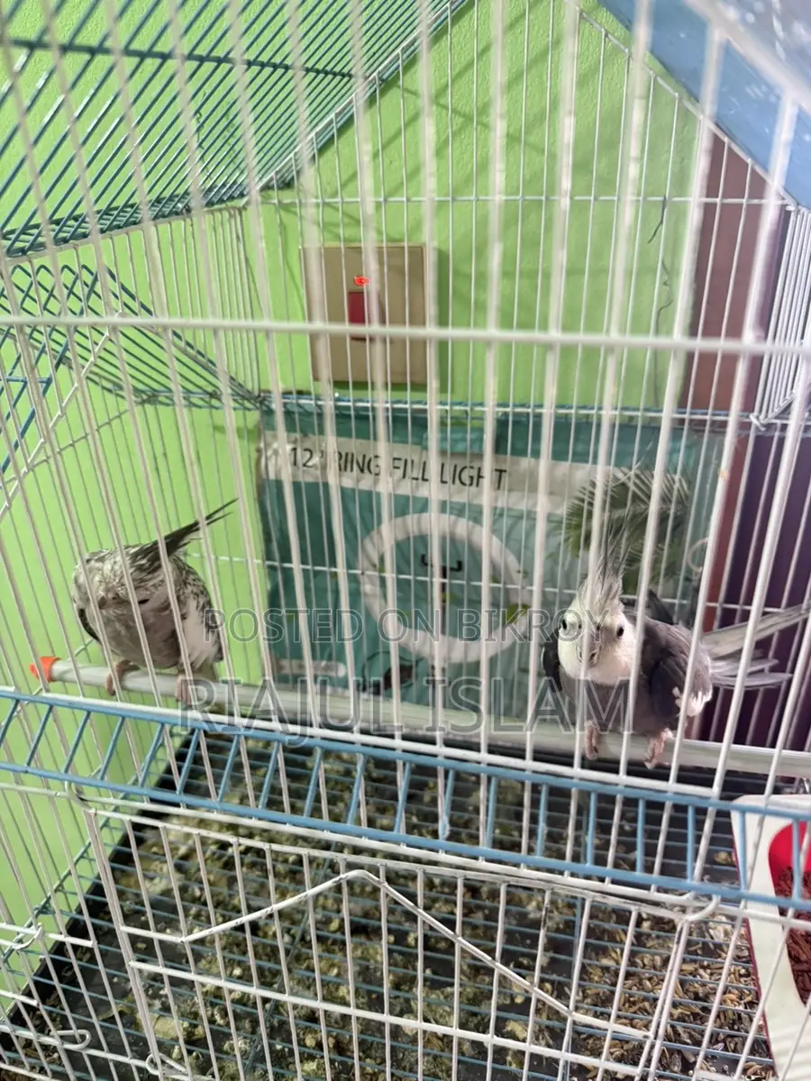 Cockatiel Birds