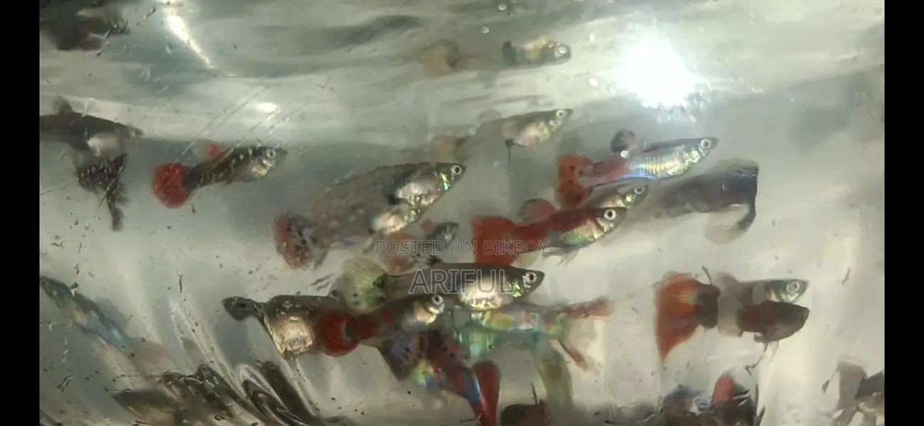 Guppy Fish
