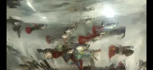 Guppy Fish