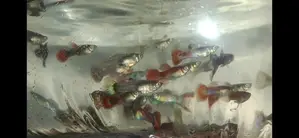 Guppy Fish
