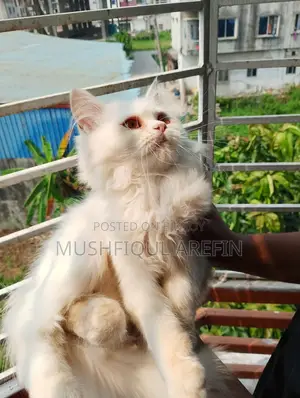 ৩-৬ মাস বয়সী পুরুষ পিওরব্রেড পার্সিয়ান বিড়াল