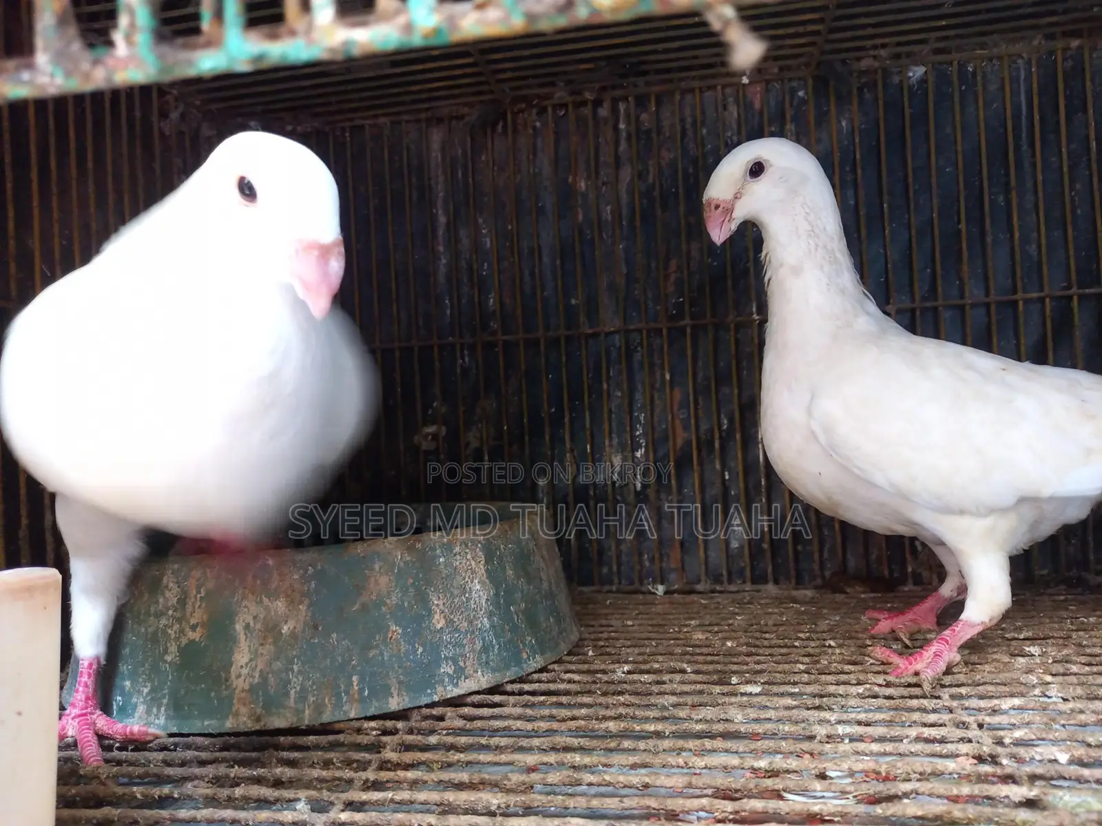 1 Pair Beauty Homa Pigeons