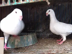 1 Pair Beauty Homa Pigeons