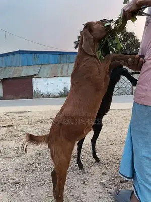 Two goats for sale together
