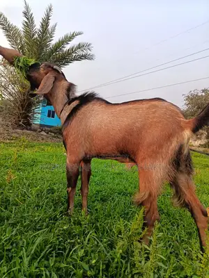 Two goats for sale together