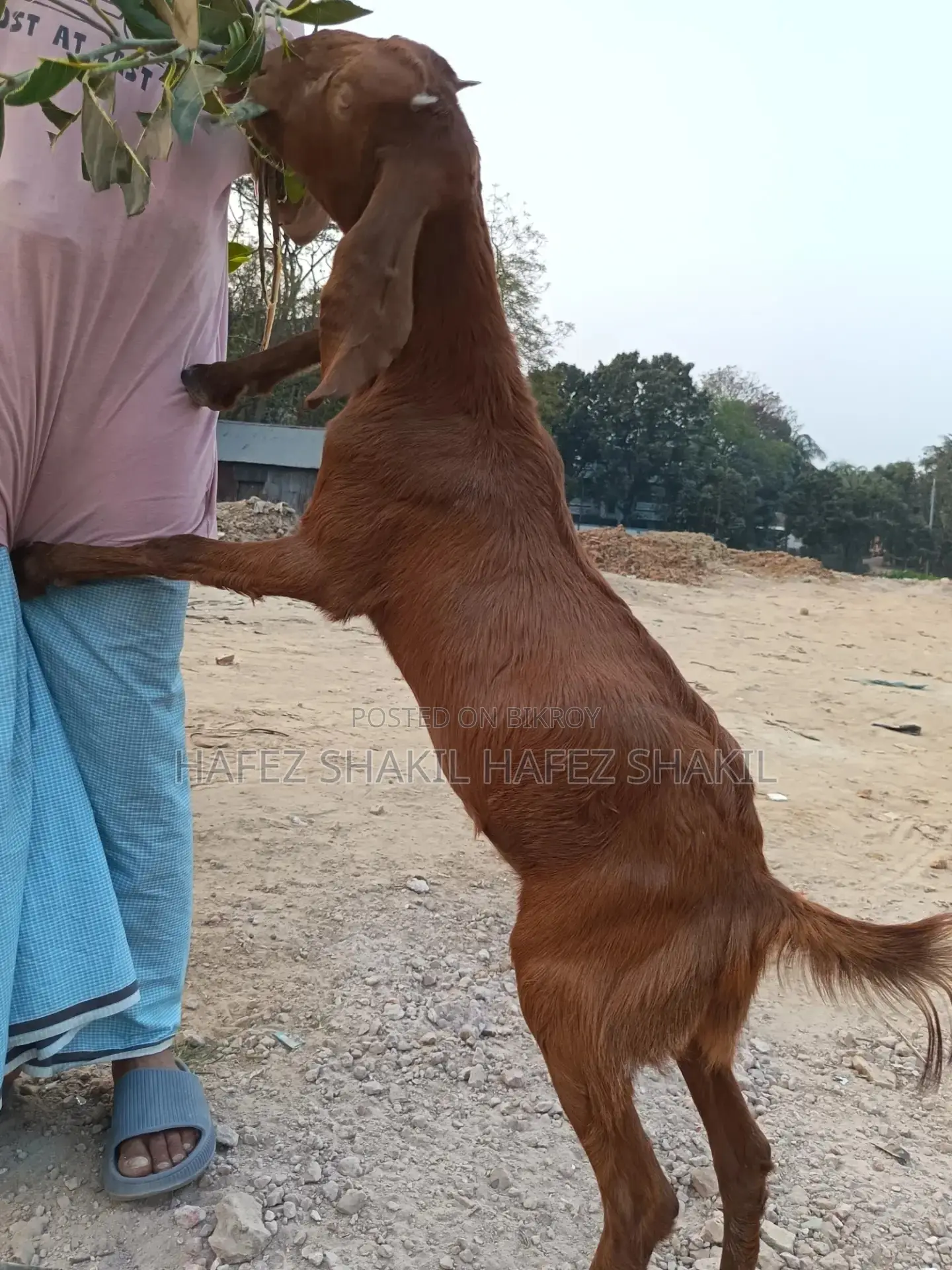 Two goats for sale together