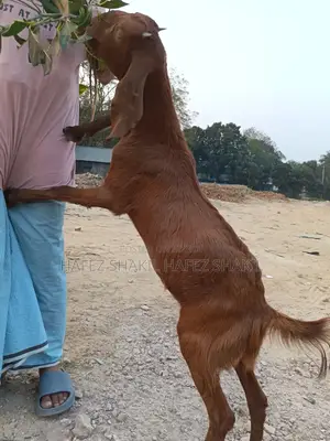 Two goats for sale together