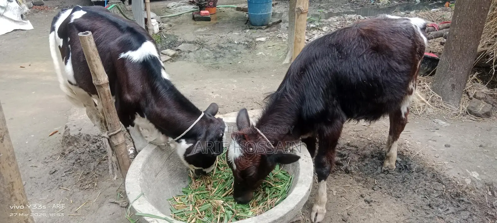 ভালো জাতের বকনা বাছুর