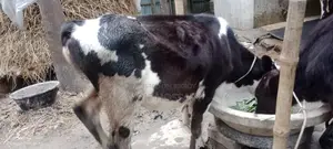 ভালো জাতের বকনা বাছুর