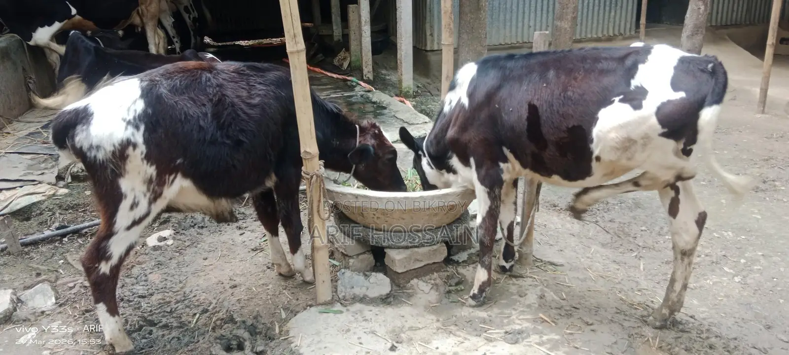 ভালো জাতের বকনা বাছুর