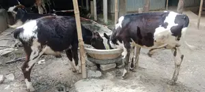 ভালো জাতের বকনা বাছুর